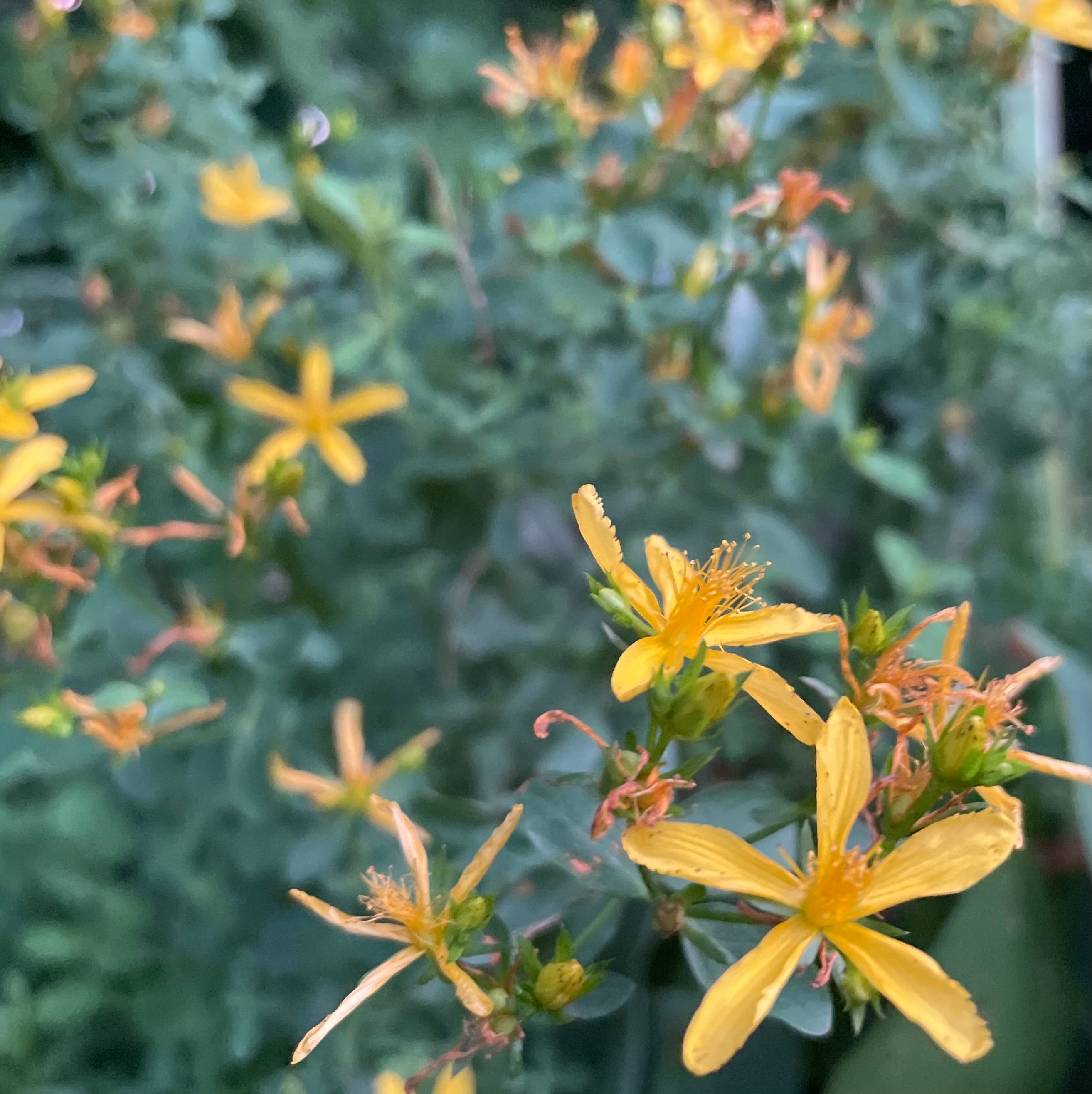St. John's Wort (60ml) $12