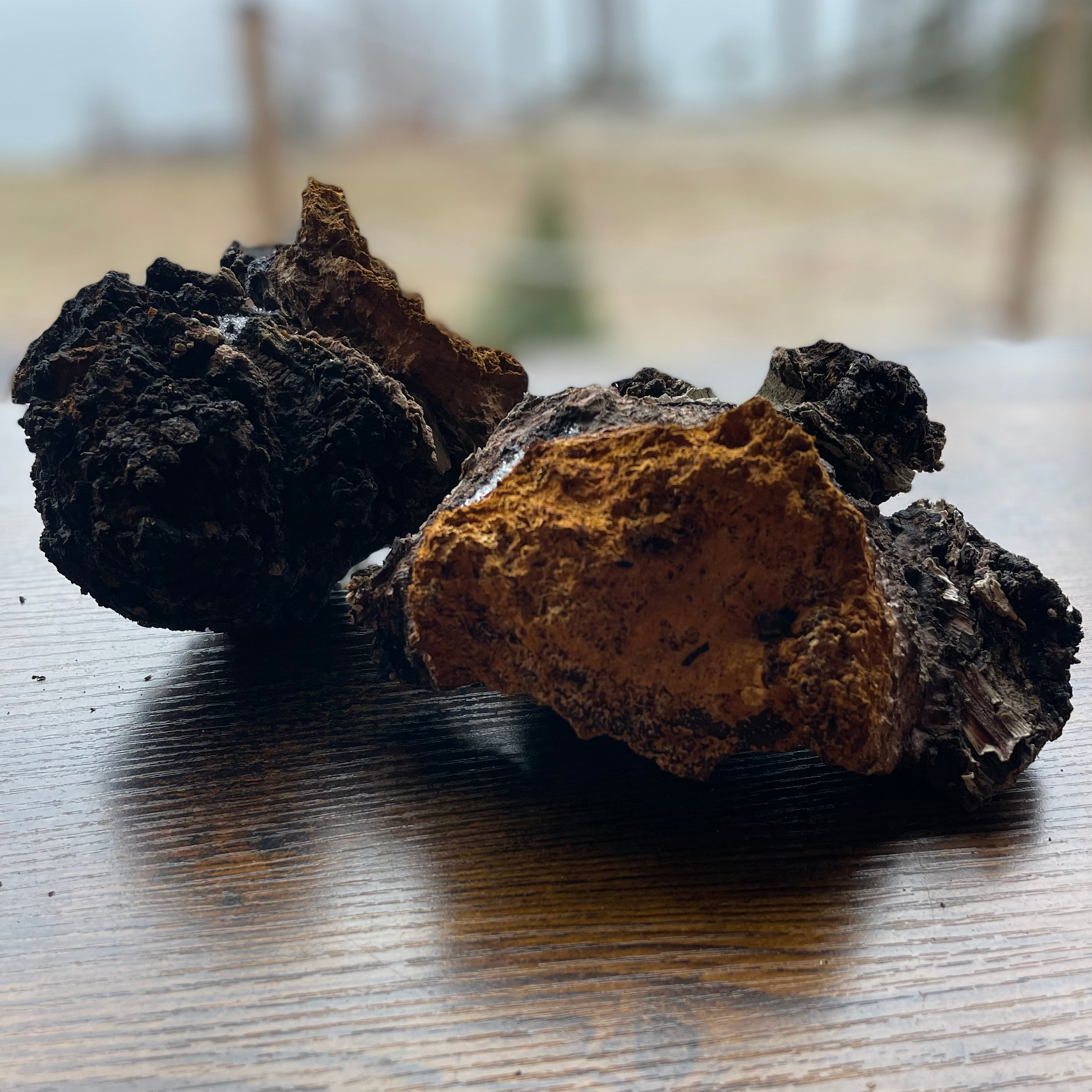Large wild Chaga mushroom harvested for Sprut.ca, showing massive scale and dense woody texture