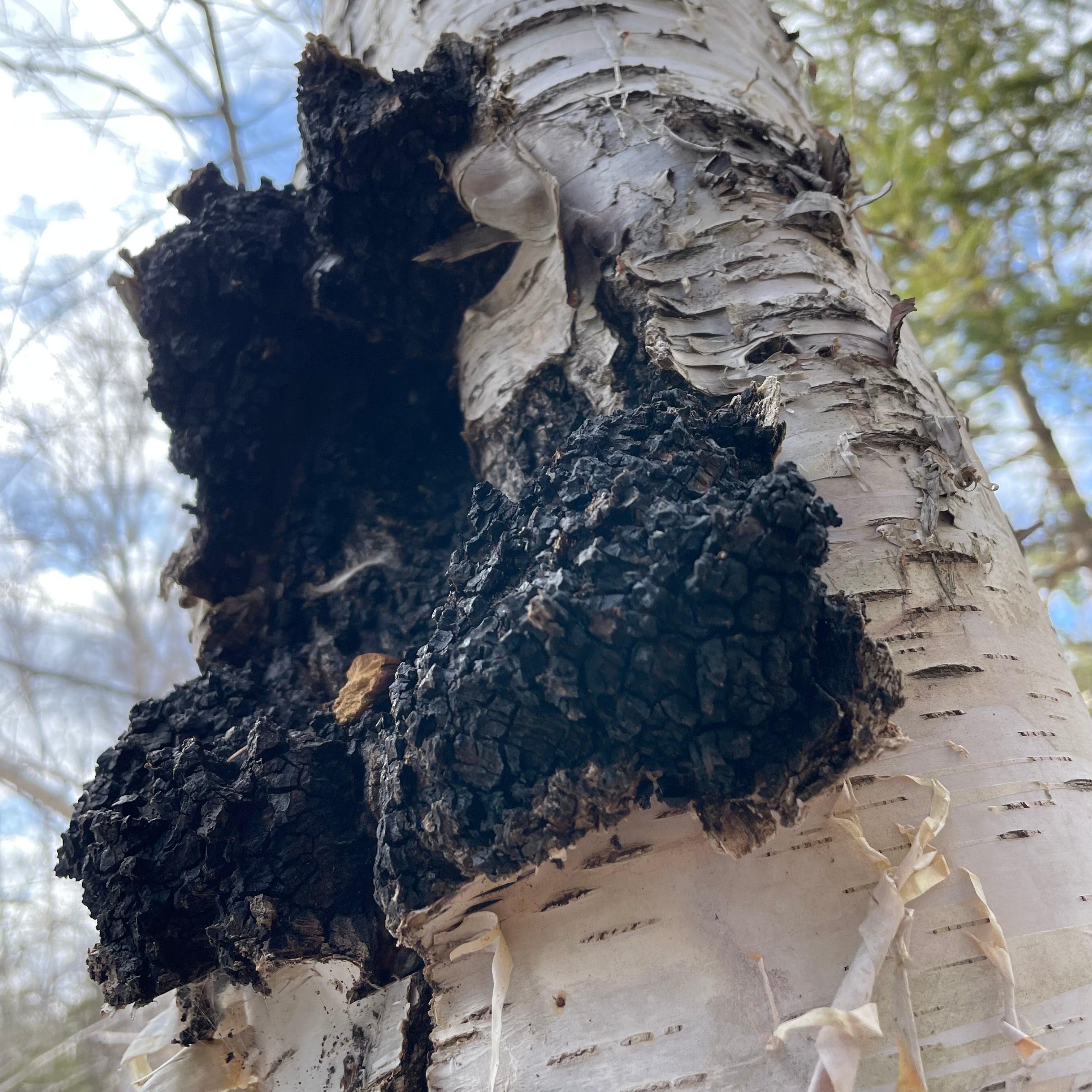 Healthy living Chaga conk on birch bark, wild and unharvested, still developing